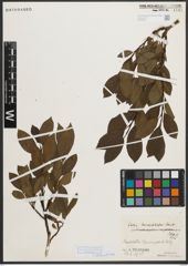 Foto von Salix mielichhoferi Saut.